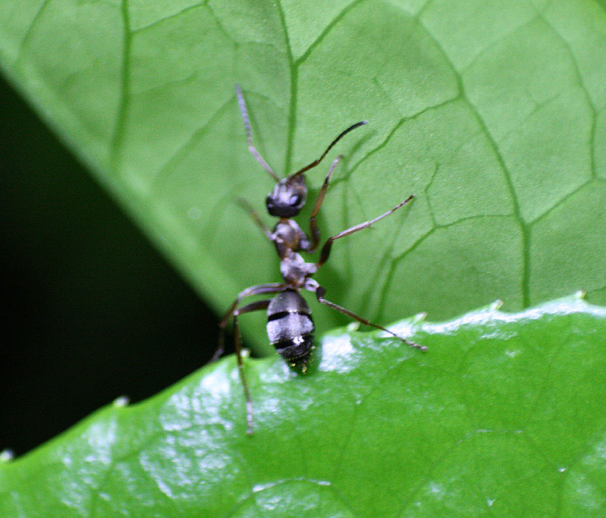 Formica sp.